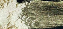 [LBS.<2.PCASTMICA034MJ] Majestic Mica Casting Pigment (Iridescent Gold)